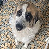 animal, brown_and_white, cage, canine, companion, curious, cute, dog, domestic, floor, floor_pattern, fluffy, friendly, furniture, home, indoor, looking_up, mosaic_tiles, pet, sitting