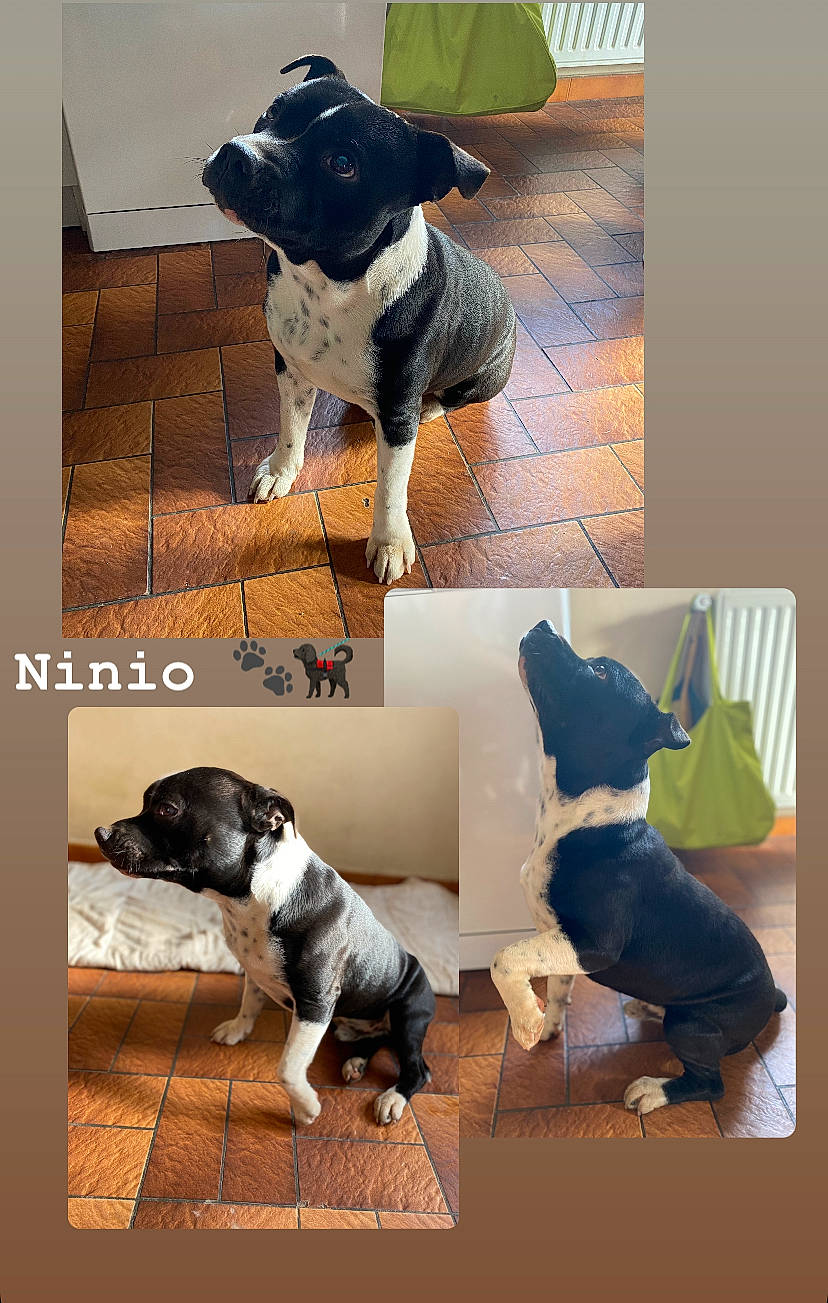 Ninio