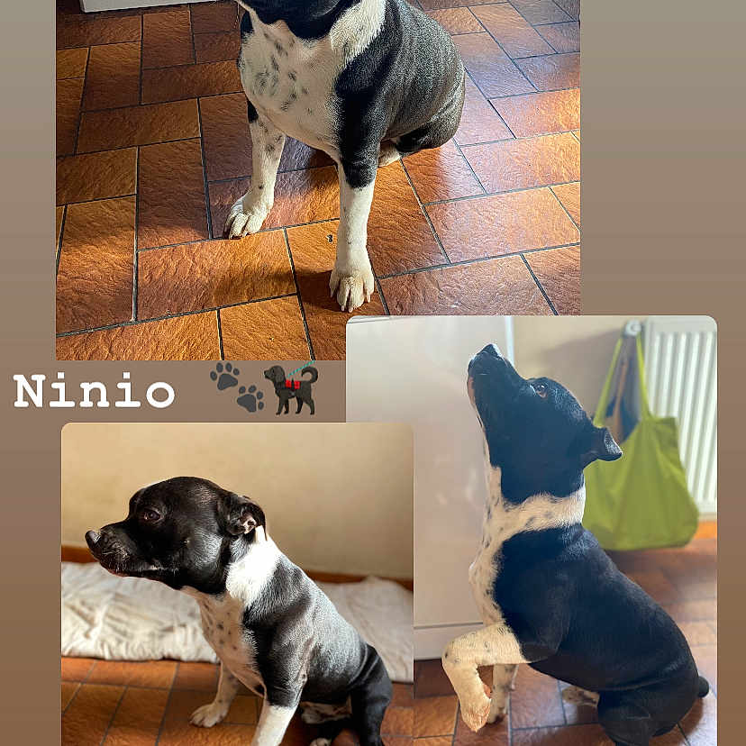Ninio