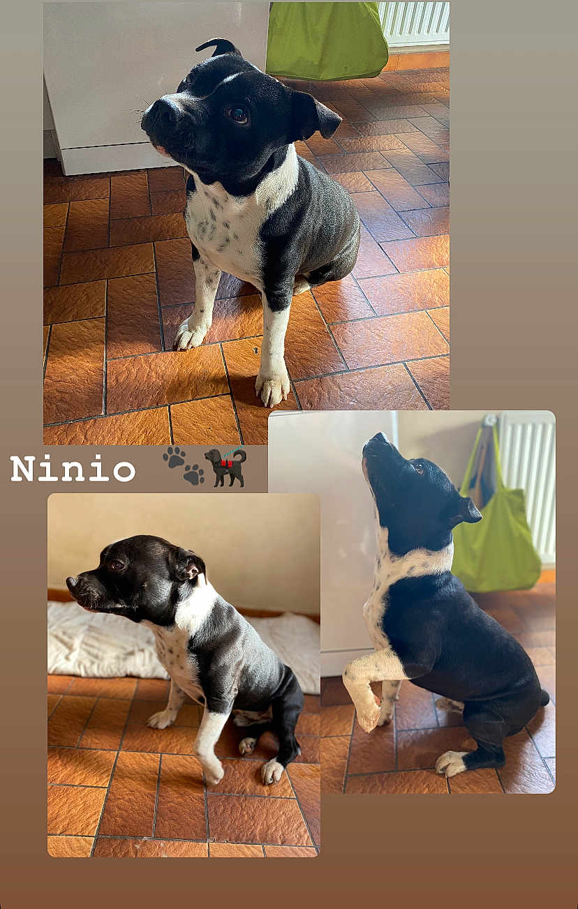 Ninio