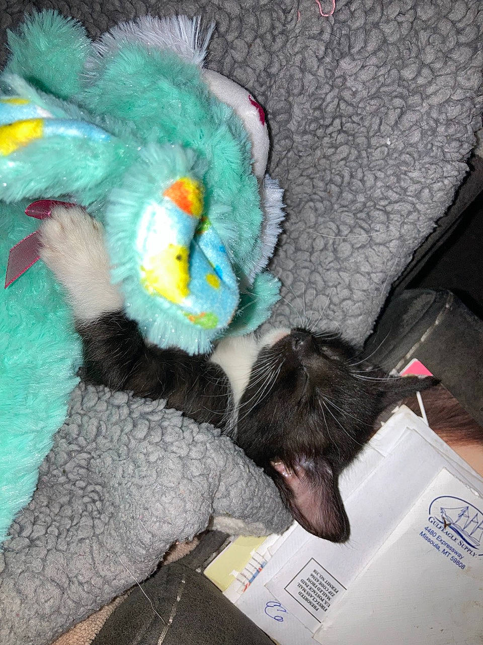Dipper is registered to the contest to win money with this photo: art, carnivore, cat_supply, comfort, electric_blue, fashion_accessory, feather, felidae, fur, fur_clothing, natural_material, plush, small_to_medium_sized_cats, stuffed_toy, tail, toy, whiskers, wing, wool, woolen
