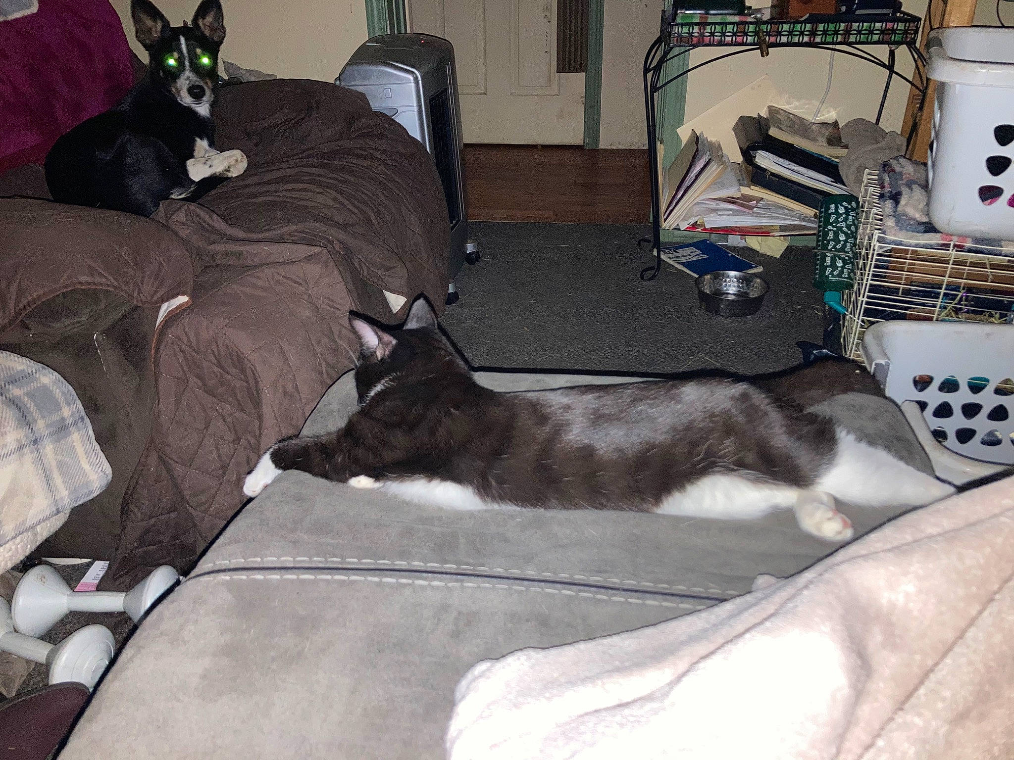 Dipper is registered to the contest to win money with this photo: canidae, carnivore, cat, comfort, companion_dog, couch, dog_breed, domestic_short_haired_cat, felidae, fur, grey, lap, linens, living_room, room, sitting, small_to_medium_sized_cats, sporting_group, tail, whiskers