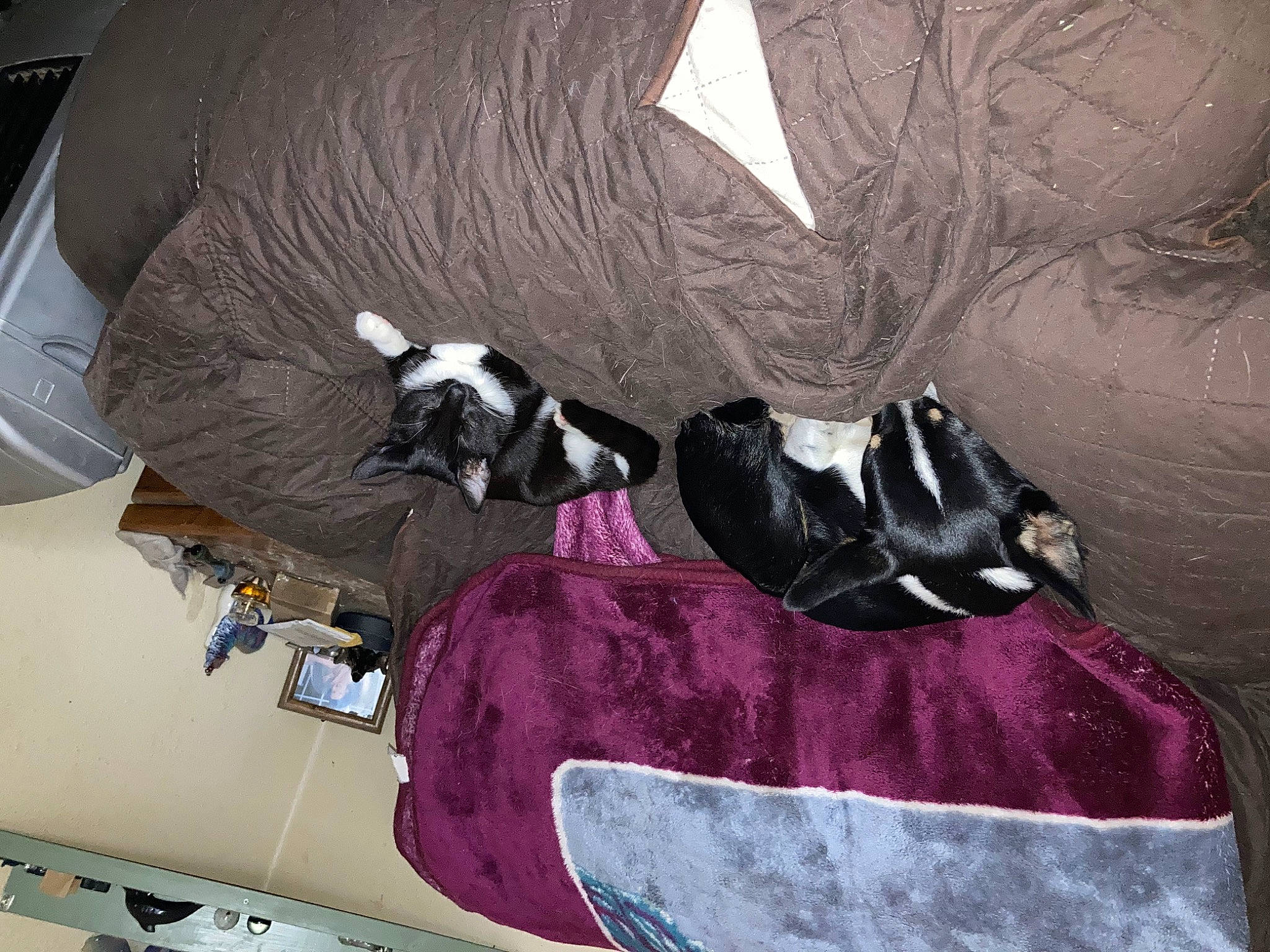 Dipper is registered to the contest to win money with this photo: art, bag, canidae, carmine, carnivore, comfort, dog_breed, felidae, fictional_character, fur, grey, linens, luggage_and_bags, magenta, painting, room, sporting_group, tail, visual_arts, whiskers