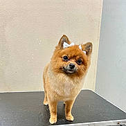 Gidget is registered to the contest to win money with this photo: dog, pomeranian, small_dog, fluffy, bow, pet, animal, standing, curious, indoor, table, beige_wall, cute, companion, mammal, furry, domestic_animal, portrait, face, ears