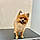 Gidget
