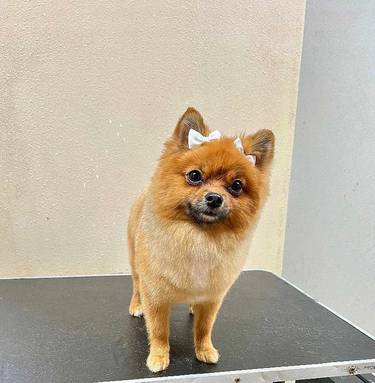 Gidget is registered to the contest to win money with this photo: dog, pomeranian, small_dog, fluffy, bow, pet, animal, standing, curious, indoor, table, beige_wall, cute, companion, mammal, furry, domestic_animal, portrait, face, ears