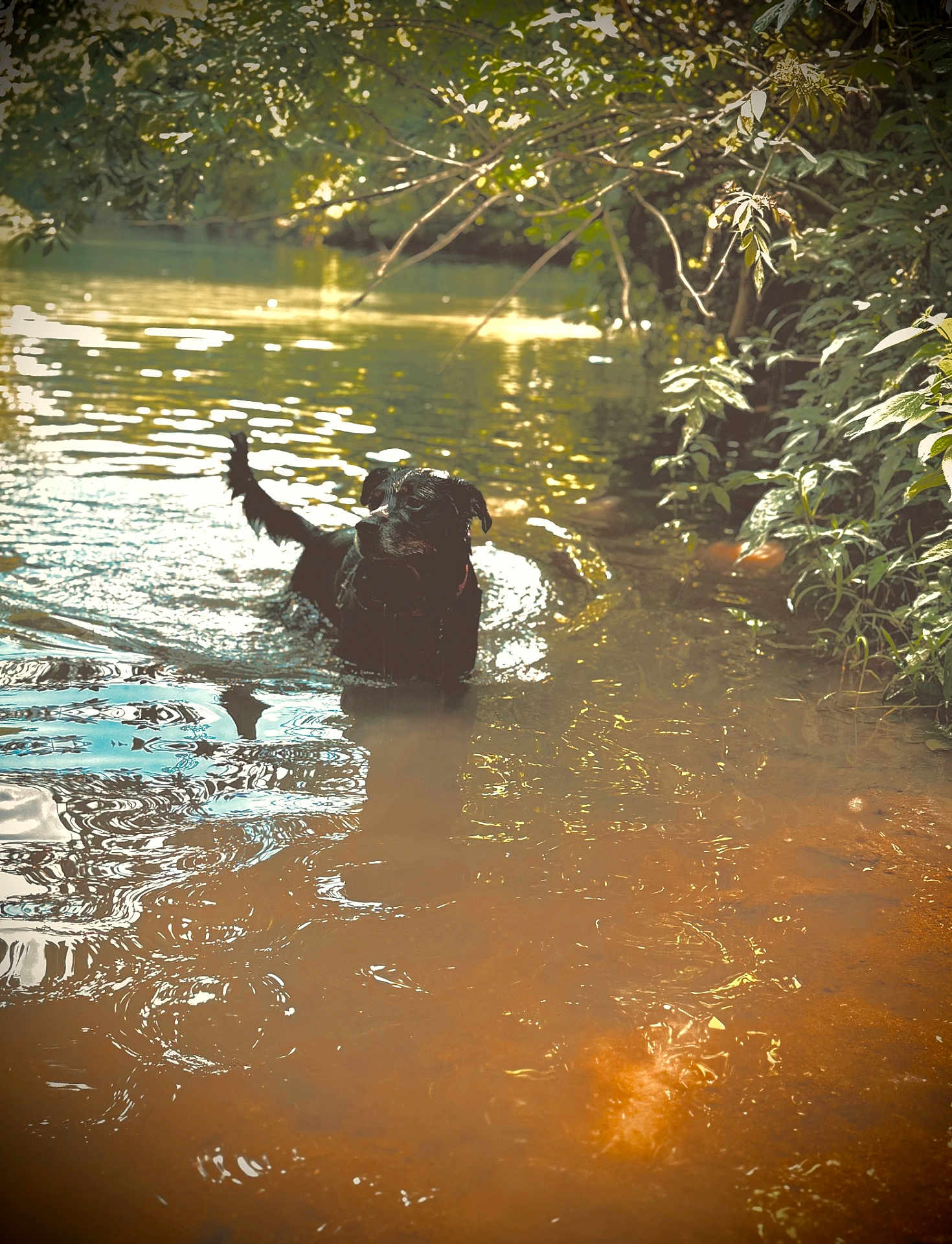 Delilah is registered to the contest to win money with this photo: dog, water, river, nature, animal, outdoor, greenery, sunlight, reflection, wet, forest, pet, swimming, leaves, daylight, canine, peaceful, mammal, summer, adventure
