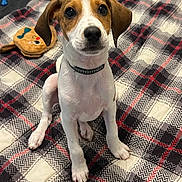 Opie is registered to the contest to win money with this photo: adorable, animal, black_nose, blanket, brown_and_white, close_up, collar, cute, dog, dog_toy, floppy_ears, front_facing, indoors, pet, plaid, portrait, puppy, short_hair, sitting, wide_eyed
