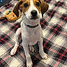 adorable, animal, black_nose, blanket, brown_and_white, close_up, collar, cute, dog, dog_toy, floppy_ears, front_facing, indoors, pet, plaid, portrait, puppy, short_hair, sitting, wide_eyed