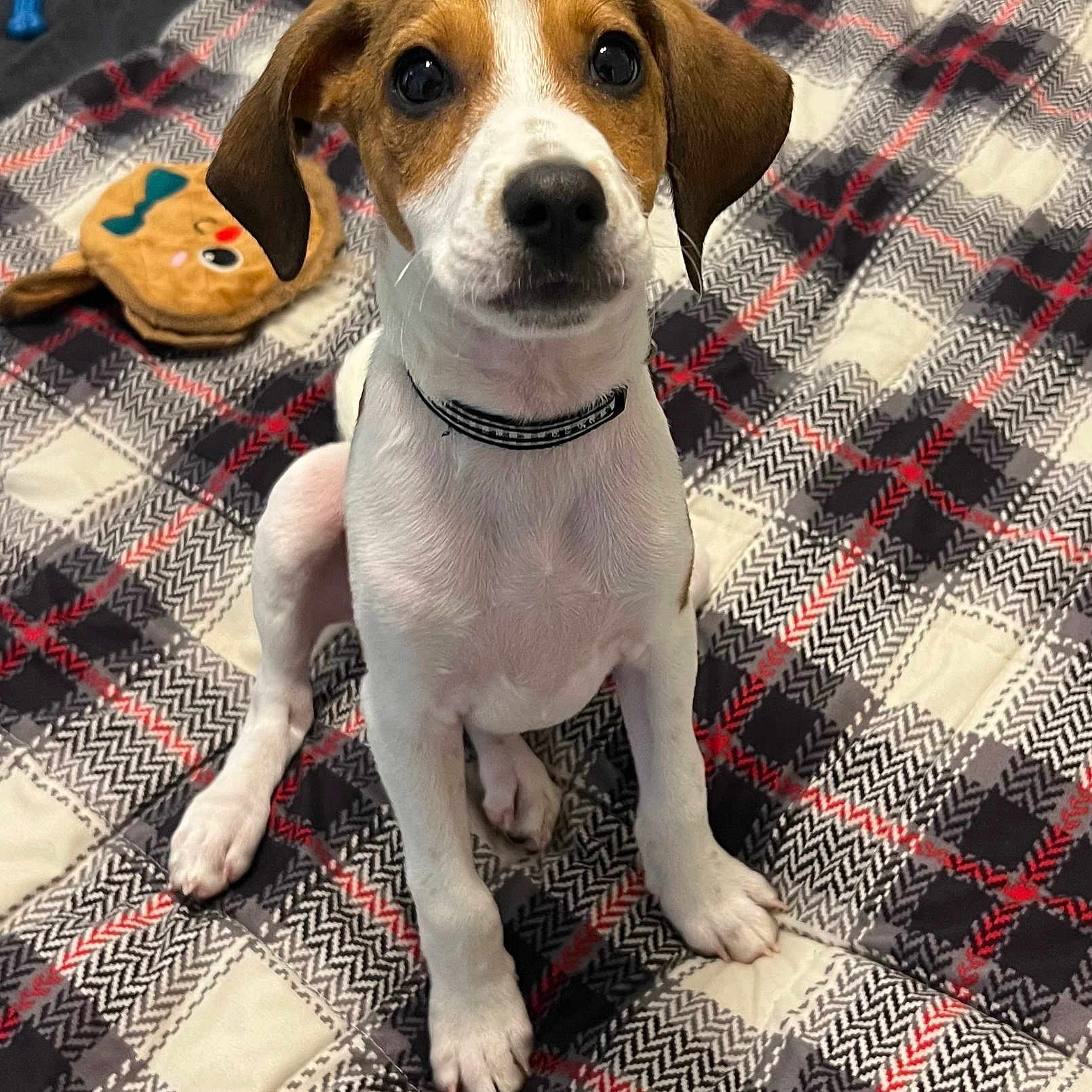 Opie