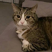 Zeus is registered to the contest to win money with this photo: animal, cat, close_up, collar, couch, cozy, cushion, ears, feline, fur, green_eyes, indoors, pet, portrait, sitting, striped_fur, tabby, whiskers, white_chest, white_paws