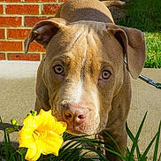 Rambo joined the competition — help win amazing prizes! dog, puppy, pit_bull, portrait, outdoor, garden, flower, yellow_flower, grass, brick_wall, house, leash, brown_fur, floppy_ears, brown_eyes, closeup, sunlight, backyard, pet, nature