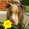 dog, puppy, pit_bull, portrait, outdoor, garden, flower, yellow_flower, grass, brick_wall, house, leash, brown_fur, floppy_ears, brown_eyes, closeup, sunlight, backyard, pet, nature