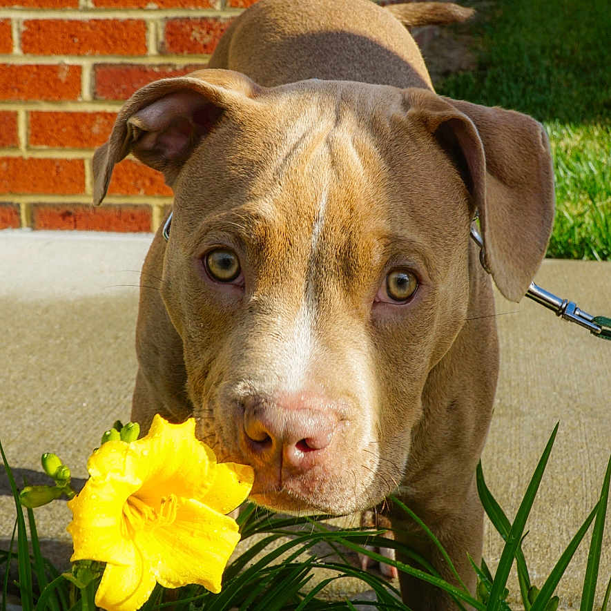 Rambo joined the competition — help win amazing prizes! dog, puppy, pit_bull, portrait, outdoor, garden, flower, yellow_flower, grass, brick_wall, house, leash, brown_fur, floppy_ears, brown_eyes, closeup, sunlight, backyard, pet, nature
