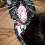 Fluffy is registered to the contest to win money with this photo: