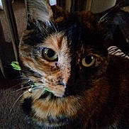 Scuzzi is registered to the contest to win money with this photo: