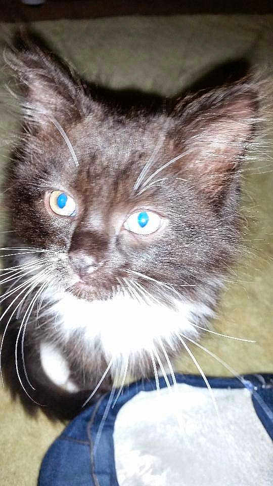 Fluffy
