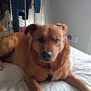 Django participe au concours pour gagner de l'argent avec cette photo : dog, brown_dog, pet, bed, indoor, blanket, canine, fur, animal, laying_down, resting, paw, collar, domestic_animal, furniture, clothing, door, room, curious, relaxed