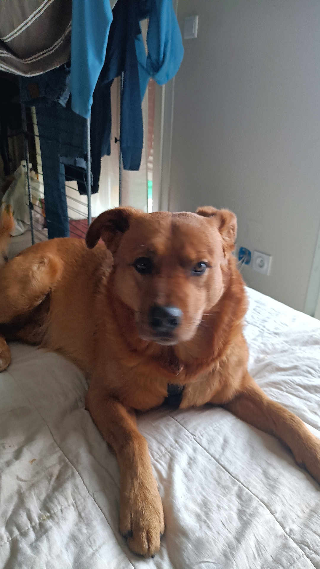 Django participe au concours pour gagner de l'argent avec cette photo : dog, brown_dog, pet, bed, indoor, blanket, canine, fur, animal, laying_down, resting, paw, collar, domestic_animal, furniture, clothing, door, room, curious, relaxed