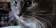 Squeaky is registered to the contest to win money with this photo: cat, gray_tabby, whiskers, close_up, indoor, soft_blanket, yellow_eyes, feline, pet, curious, fur, portrait, animal, cozy, resting, mammal, domestic_cat, cute, face, tabby