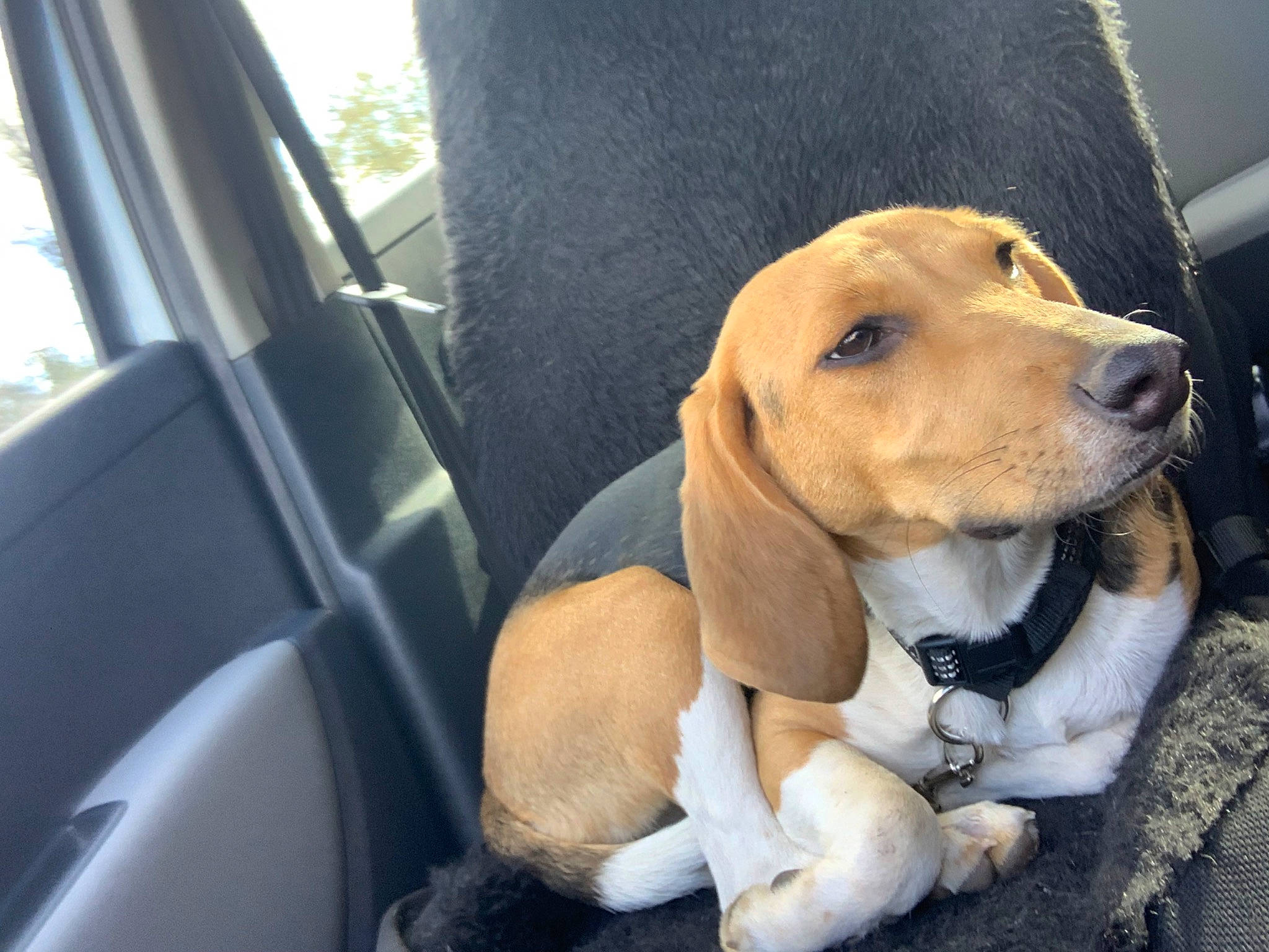 Thalie participe au concours pour gagner de l'argent avec cette photo : auto_part, automotive_mirror, car, car_seat, car_seat_cover, carnivore, collar, companion_dog, dog, dog_breed, dog_collar, family_car, fawn, head_restraint, seat_belt, vehicle, vehicle_door, window, windshield, working_animal
