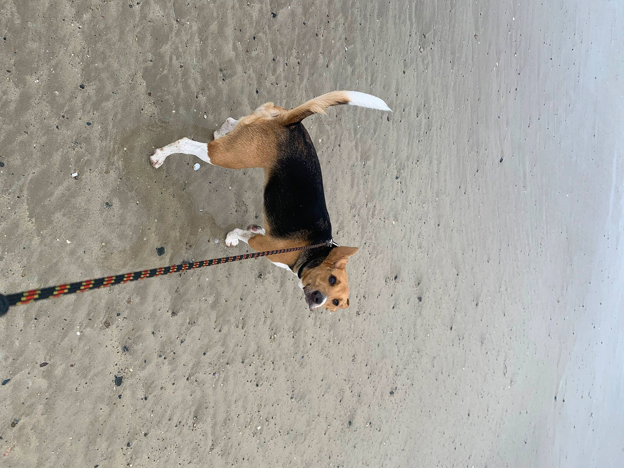 Thalie participe au concours pour gagner de l'argent avec cette photo : asphalt, beak, canidae, carnivore, collar, companion_dog, dog, dog_breed, dog_collar, fashion_accessory, fawn, feather, leash, pet_supply, seabird, sporting_group, tail, terrestrial_animal, wire, wood