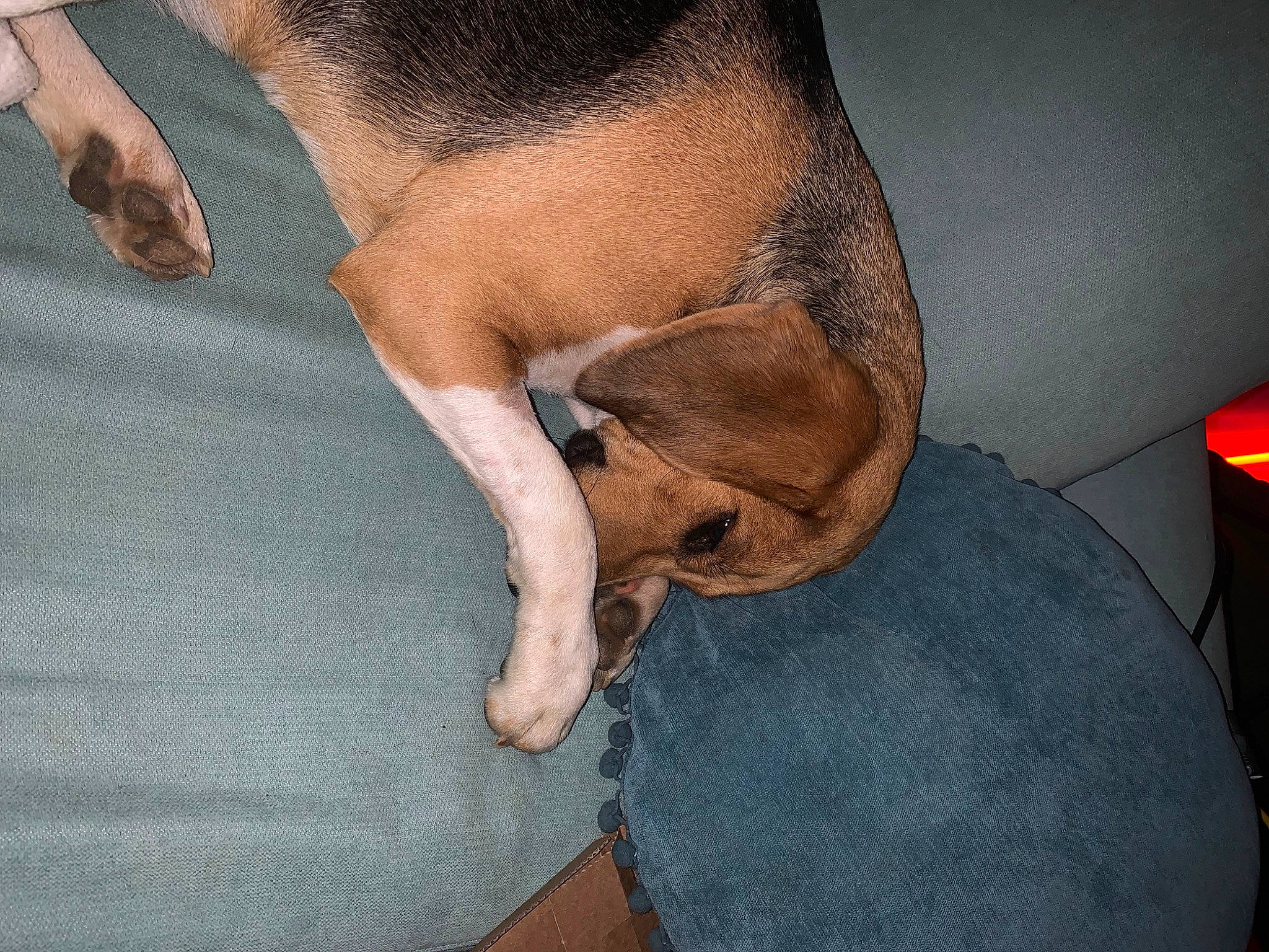 Thalie participe au concours pour gagner de l'argent avec cette photo : abdomen, arm, carnivore, comfort, companion_dog, dog, dog_breed, ear, elbow, fawn, gesture, head, human_body, jaw, knee, lamp, leg, neck, snout, trunk