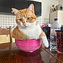 animal, cat, chair, colander, cup, curious, cute, domestic_cat, furniture, green_eyes, household, indoor, kitchen, orange_cat, pet, relaxed, table, water_bottle, white_cat, wooden_table