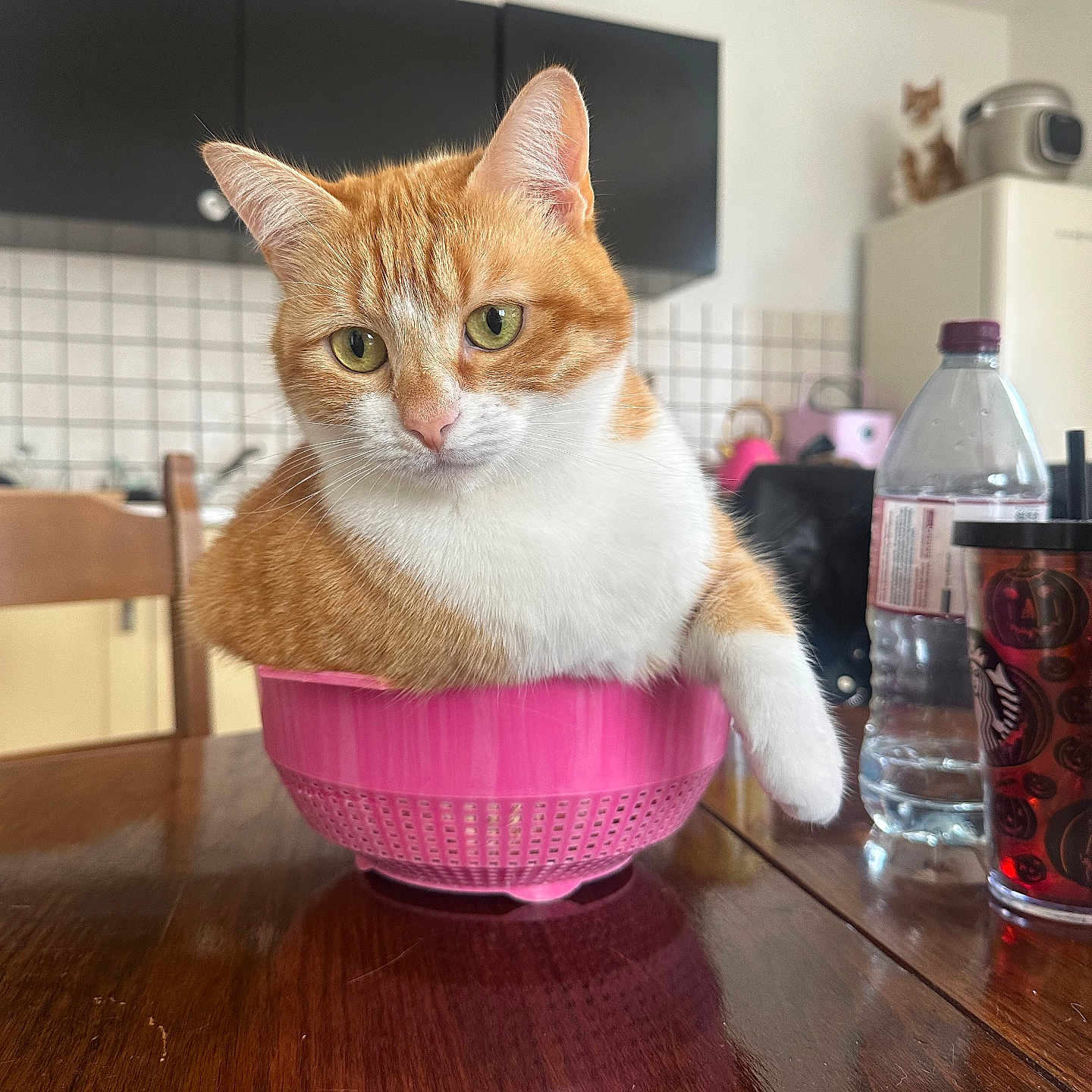Spicy participe au concours pour gagner de l'argent avec cette photo : animal, cat, chair, colander, cup, curious, cute, domestic_cat, furniture, green_eyes, household, indoor, kitchen, orange_cat, pet, relaxed, table, water_bottle, white_cat, wooden_table