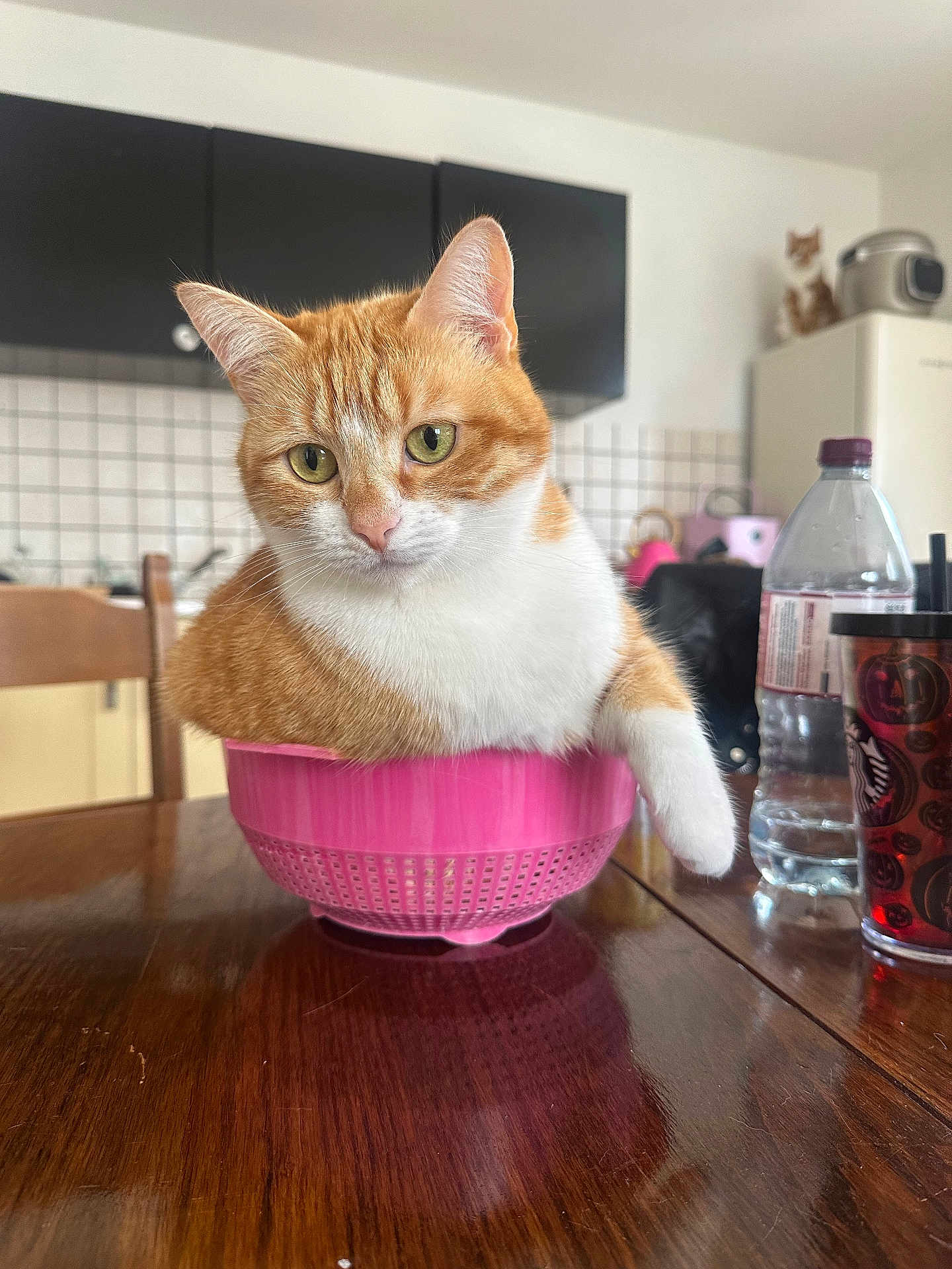 Spicy participe au concours pour gagner de l'argent avec cette photo : animal, cat, chair, colander, cup, curious, cute, domestic_cat, furniture, green_eyes, household, indoor, kitchen, orange_cat, pet, relaxed, table, water_bottle, white_cat, wooden_table
