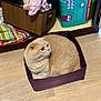 Swan a rejoint le concours — aidez-le/la à gagner de superbes lots ! cat, beige_cat, fabric_box, wicker_basket, clothes, pet_training_pads, wooden_floor, indoor, curled_up, pet, animal, feline, cozy, curious, domestic, flooring, container, household, soft_texture, resting