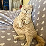 Swan a rejoint le concours — aidez-le/la à gagner de superbes lots ! cat, fluffy, beige, folded_ears, heart_pattern, blanket, sofa, indoor, relaxed, pet, feline, sitting, cute, fur, tail, whiskers, animal, cozy, expression, resting