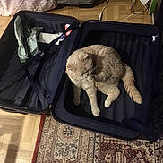 Swan participe au concours pour gagner de l'argent avec cette photo : cat, suitcase, grooming, beige_cat, empty_suitcase, rug, wooden_floor, indoor, houseplant, home_interior, furniture, flooring, pet, animal, cozy, relaxed, feline, domestic_cat, cleaning, curled_up