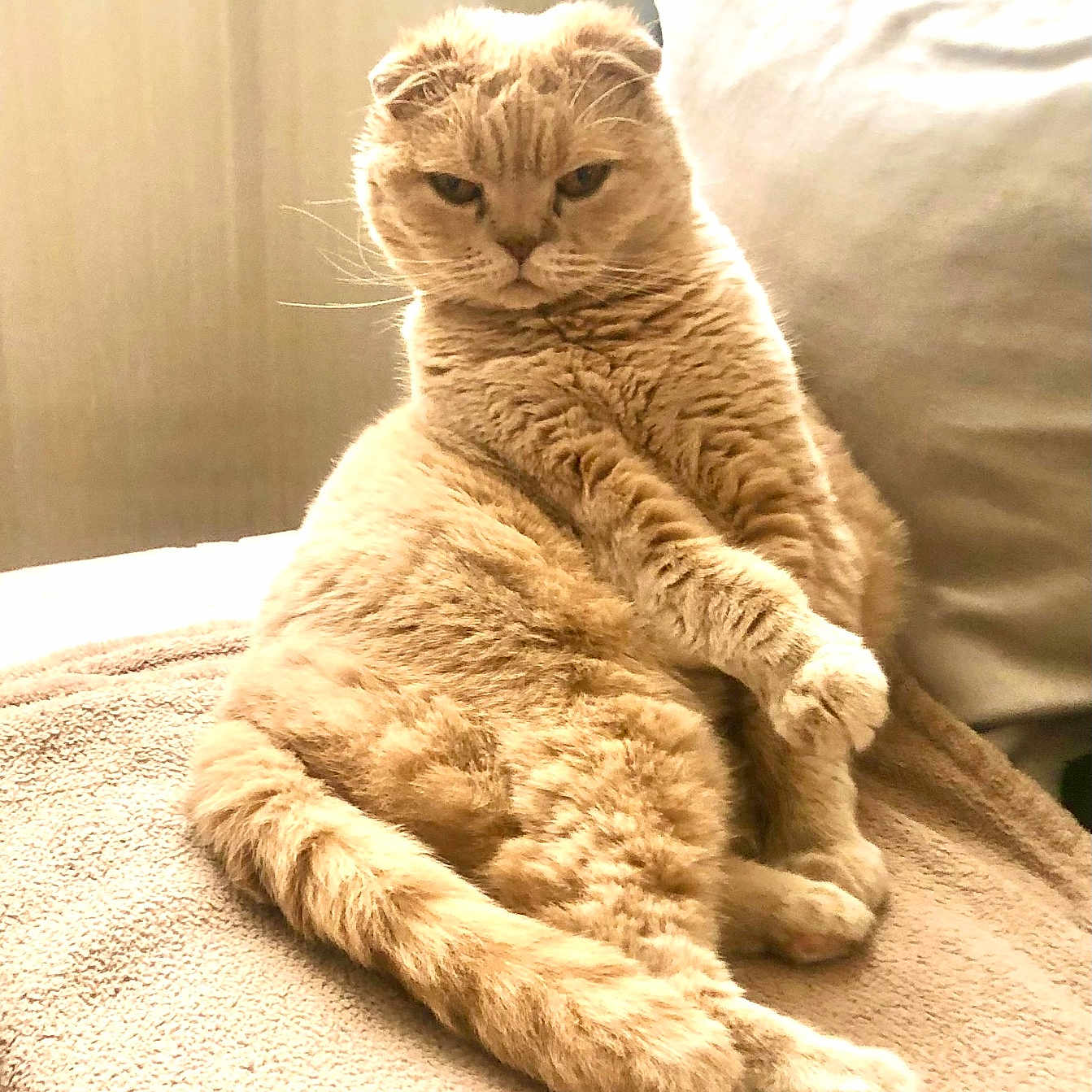 Swan a rejoint le concours — aidez-le/la à gagner de superbes lots ! animal, beige, blanket, cat, cozy, cute, feline, fluffy, fur, home, indoor, lazy, pet, pillow, portrait, relaxed, resting, sitting, soft_lighting, whiskers