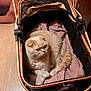 cat, stroller, blanket, indoor, pet, feline, cream_color, folded_ears, soft_texture, wooden_floor, cozy, curious, resting, animal, domestic, living_room, comfort, pink_blanket, wheels, handle
