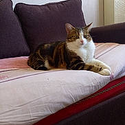 Tequila Sunrise a rejoint le concours — aidez-le/la à gagner de superbes lots ! cat, tabby_cat, couch, cushion, indoor, pet, feline, relaxed, resting, fur, whiskers, domestic_animal, home, furniture, mammal, four_legs, animal, cute, sleepy, comfort