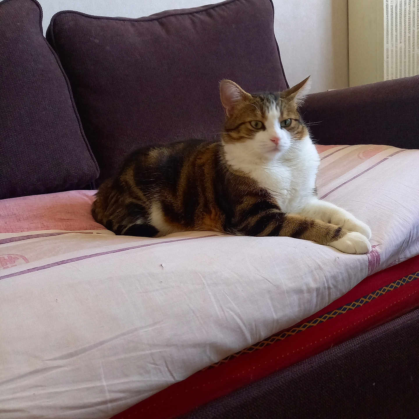 Tequila Sunrise a rejoint le concours — aidez-le/la à gagner de superbes lots ! animal, cat, comfort, couch, cushion, cute, domestic_animal, feline, four_legs, fur, furniture, home, indoor, mammal, pet, relaxed, resting, sleepy, tabby_cat, whiskers