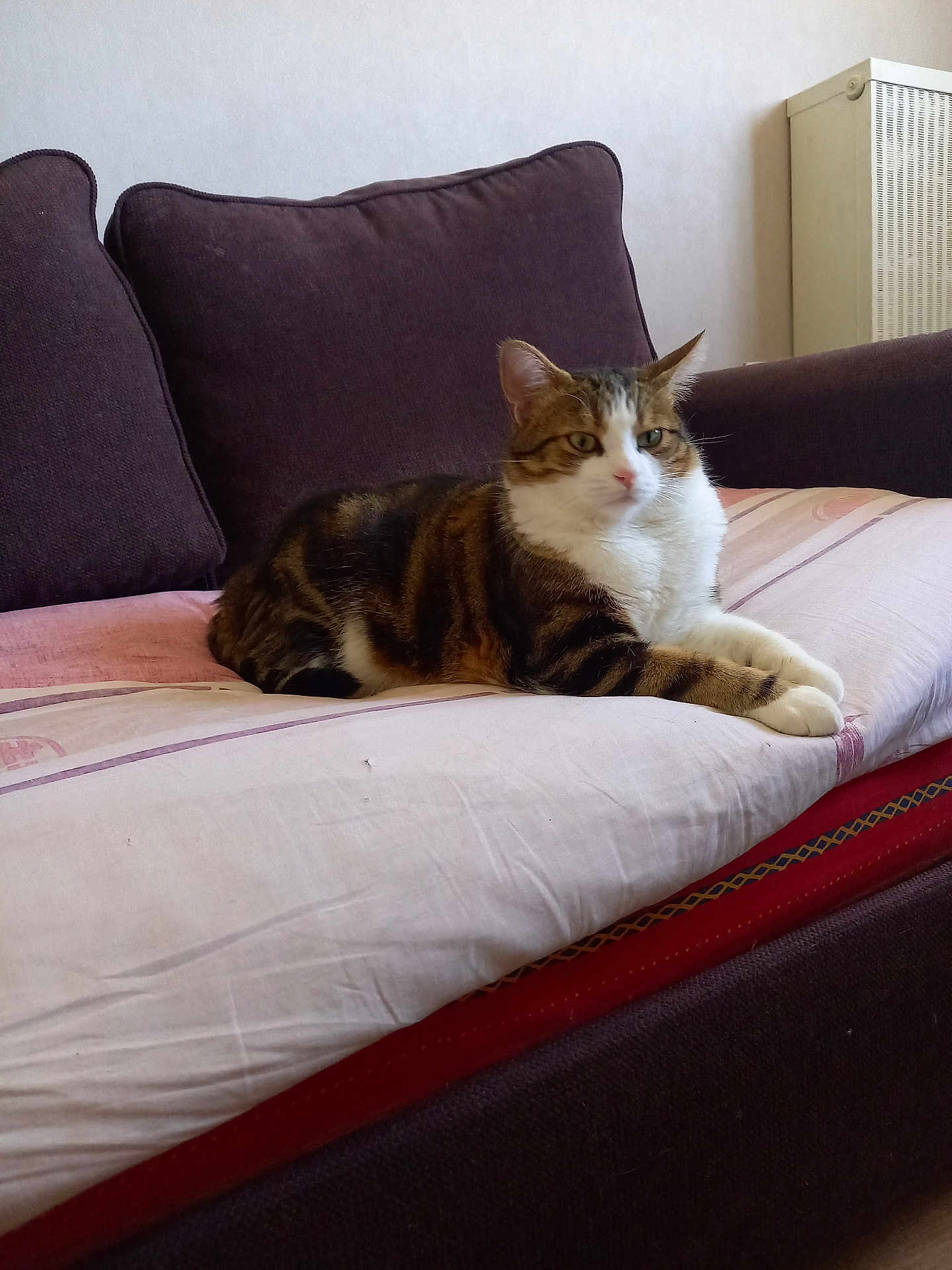 Tequila Sunrise a rejoint le concours — aidez-le/la à gagner de superbes lots ! cat, tabby_cat, couch, cushion, indoor, pet, feline, relaxed, resting, fur, whiskers, domestic_animal, home, furniture, mammal, four_legs, animal, cute, sleepy, comfort