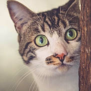 Mucha a rejoint le concours — aidez-le/la à gagner de superbes lots ! cat, tabby, green_eyes, whiskers, close_up, curious, animal, pet, feline, face, portrait, wood, peeking, cute, muzzle, ears, indoor, soft_light, focus, nature