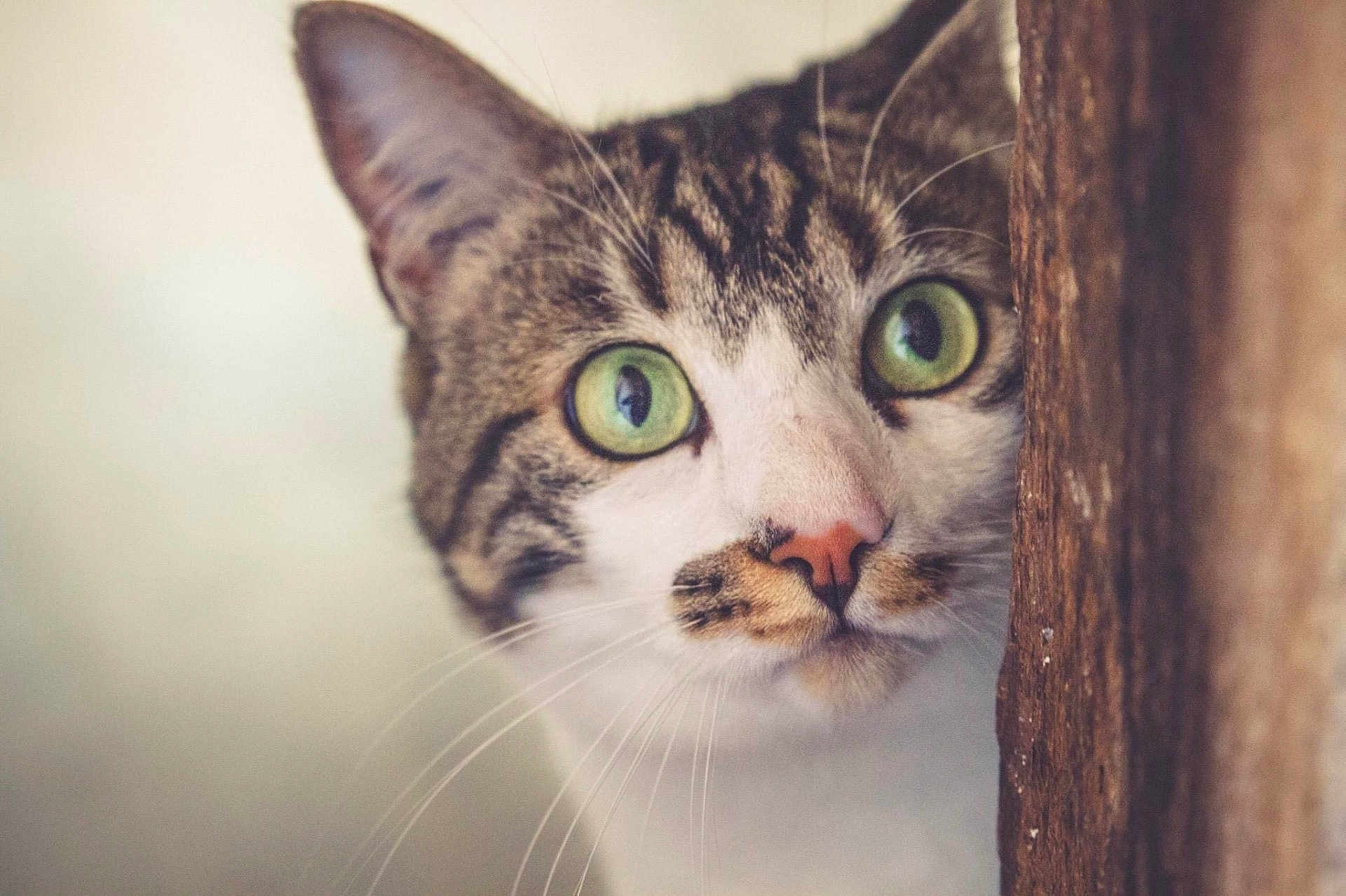 Mucha a rejoint le concours — aidez-le/la à gagner de superbes lots ! cat, tabby, green_eyes, whiskers, close_up, curious, animal, pet, feline, face, portrait, wood, peeking, cute, muzzle, ears, indoor, soft_light, focus, nature