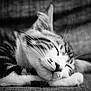 Mucha participe au concours pour gagner de l'argent avec cette photo : animal, black_and_white, cat, close_up, cozy, cute, ears, feline, fur, indoor, muzzle, nose, peaceful, pet, portrait, relaxed, resting, sleeping, soft_focus, whiskers