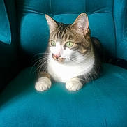 Mucha a rejoint le concours — aidez-le/la à gagner de superbes lots ! animal, armchair, cat, comfortable, cozy, cute, domestic_cat, feline, fur, green_eyes, indoor, natural_light, paws, pet, portrait, relaxed, sitting, tabby, teal_chair, whiskers