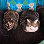 Mucha participe au concours pour gagner de l'argent avec cette photo : black_blanket, cat, chair, companion, cozy, cushion, cute, domestic_animal, ears, eyes, feline, fur, indoor, loafing, patterned_pillow, pets, resting, tabby_cat, tortoiseshell_cat, whiskers