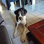 Roque a rejoint le concours — aidez-le/la à gagner de superbes lots ! dog, indoor, floor, tile, furniture, table, couch, jacket, pet, animal, brown, black, white, resting, waiting, looking, home, cozy, animal_face, paw