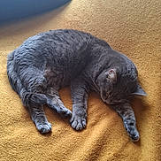 Luna a rejoint le concours — aidez-le/la à gagner de superbes lots ! animal, blanket, blue_pillow, cat, cozy, domestic_cat, feline, fur, gray_cat, indoor, paw, peaceful, pet, quiet, relaxation, resting, sleeping, soft_texture, whiskers, yellow_blanket