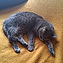 animal, blanket, blue_pillow, cat, cozy, domestic_cat, feline, fur, gray_cat, indoor, paw, peaceful, pet, quiet, relaxation, resting, sleeping, soft_texture, whiskers, yellow_blanket