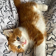 Aky participe au concours pour gagner de l'argent avec cette photo : kitten, cat, orange_cat, white_cat, pet, animal, feline, fluffy, cute, lying_down, bed, blanket, pattern, black_and_white, stretching, young_animal, indoor, close_up, whiskers, paw