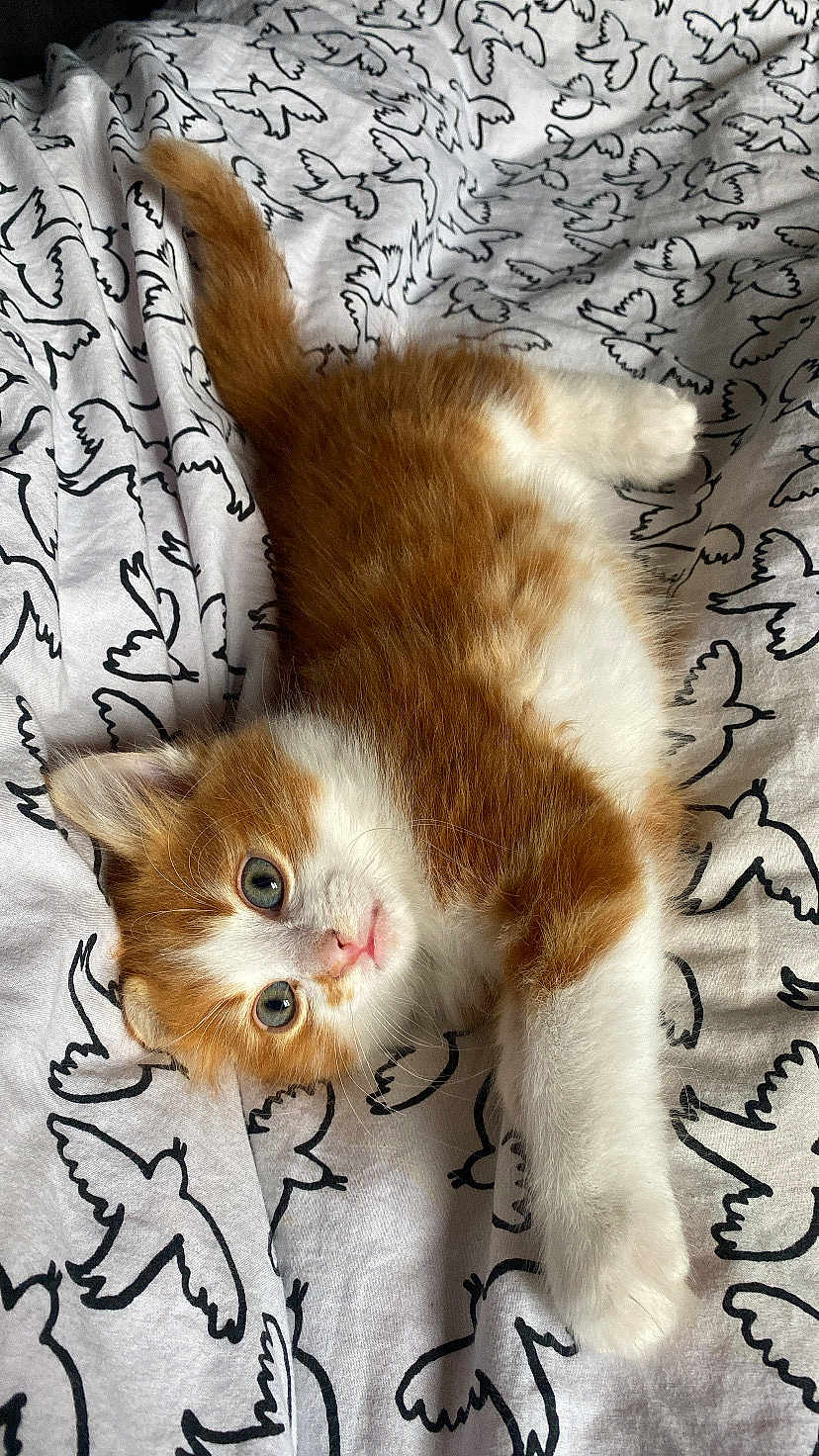 Aky participe au concours pour gagner de l'argent avec cette photo : kitten, cat, orange_cat, white_cat, pet, animal, feline, fluffy, cute, lying_down, bed, blanket, pattern, black_and_white, stretching, young_animal, indoor, close_up, whiskers, paw