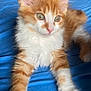 Amon a rejoint le concours — aidez-le/la à gagner de superbes lots ! kitten, cat, orange, white, fluffy, pet, animal, cute, feline, bed, blue_blanket, indoor, young, whiskers, ears, paws, relaxed, laying_down, close_up, domestic_animal
