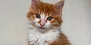 Amon a rejoint le concours — aidez-le/la à gagner de superbes lots ! kitten, cat, orange, white, fluffy, fur, pet, animal, cute, young, sitting, indoor, portrait, whiskers, ears, eyes, face, feline, adorable, curious